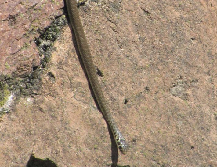 Hierophis viridiflavus?
